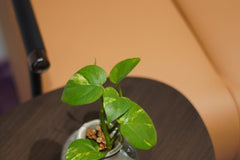 كرسي - جلد طبيعي - Divano Elite